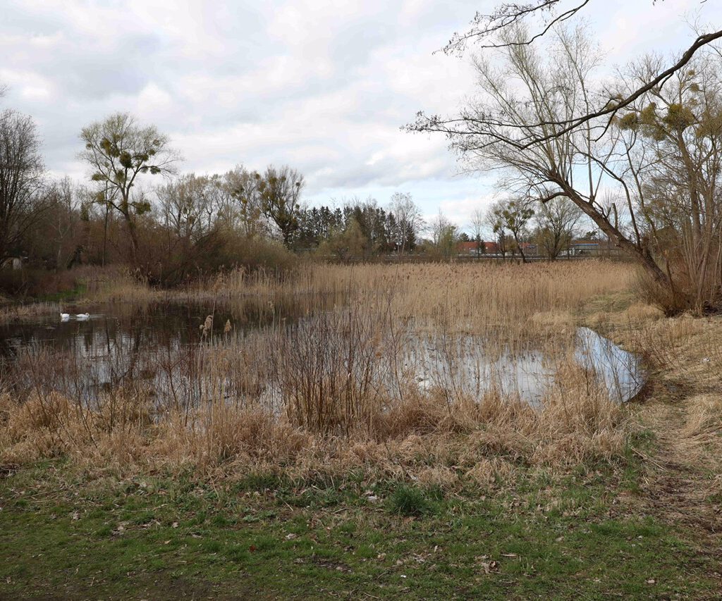 Kleiner Giebelsee ein Amphibiengewässer