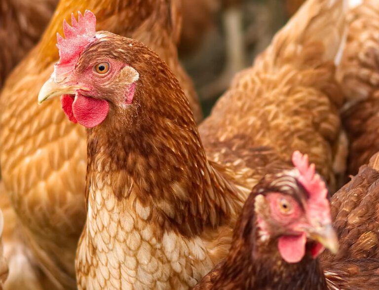 200.000 Tiere zur Seuchenbekämpfung getötet