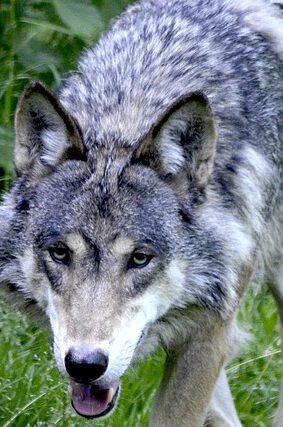 wolf predator wolves wild animal 1341080